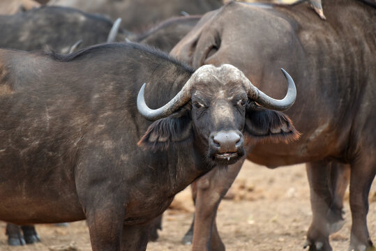 Herd of Cape buffalo crowding round a waterhole in Kruger National Park