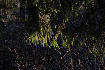 Obraz premium A BRANCH OF A FIR TREE ILLUMINATED BY THE SUN ON A DARK BACKGROUND