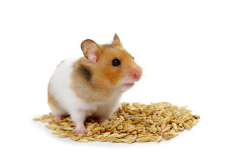 Hamster near a pile of food