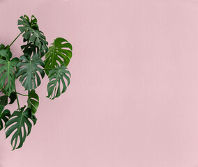 Monstera plant on pink background with space for text