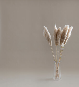 Pampas dry grass in glass vase