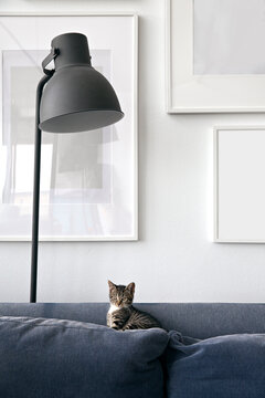 Cute stripy kitten on top of blue couch in front of wall of art