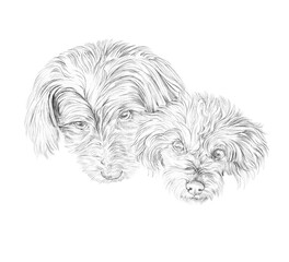 Sketch of two cute lap Dogs. Portrait of two Miniature Poodles  on white background. Head shot.  Hand drawn pet illustration. Animal art collection. Design template. Good for print T-shirt, pillow