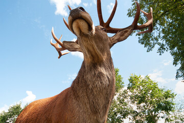 Large Sika deer photographed from underneath