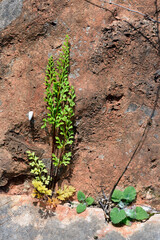 Jersey fern // Dünnblättriger Nacktfarn (Anogramma leptophylla)