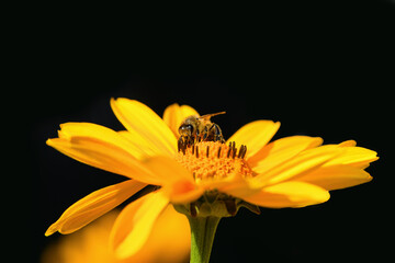 Bee and flower. Close up of a large striped bee collecting pollen on a yellow flower on a black background. Macro photography