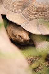 żółw w klatce w zoo - obrazy, fototapety, plakaty