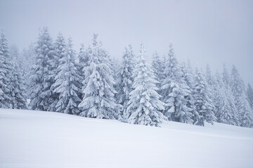 magical frozen winter landscape with snow covered fir trees