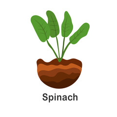 Spinach in the ground, vector illustration. Isolated spinach plant. Useful ingredient for salad. Spinach growth. Herbal illustration. Flat style garden plant. Illustration on white isolated background