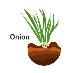 Onion in the ground, vector drawing. Isolated onion plant. Grass illustration. Flat style garden plant. Spice. Vegetable. Vector illustration on white isolated background.