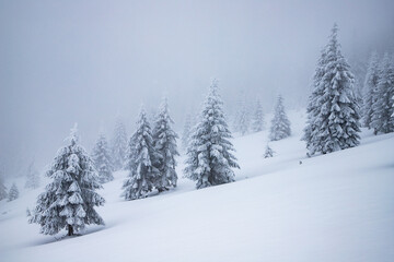 Naklejka premium magical frozen winter landscape with snow covered fir trees