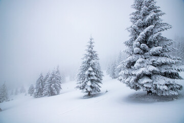 magical frozen winter landscape with snow covered fir trees