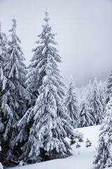 Naklejka premium magical frozen winter landscape with snow covered fir trees