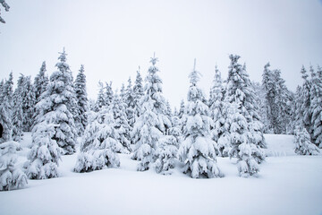 magical frozen winter landscape with snow covered fir trees