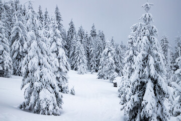 magical frozen winter landscape with snow covered fir trees