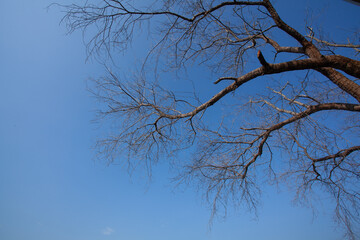 leafless tree with sky background
