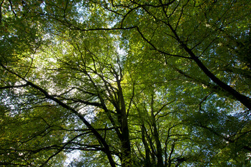 tree canopy broadleaved woodland