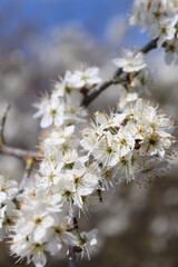 closeup, macro of white flowers 