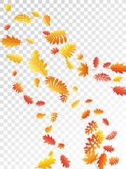 Oak, maple, wild ash rowan leaves vector, autumn foliage on transparent background.