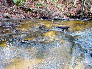 A wild little river with fallen trees and lots of rocks. A small trout river during autumn.