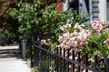 Fototapeta na wymiar Beautiful Pink Flowers and a Fence in a Home Garden along a Sidewalk in Astoria Queens New York during Summer