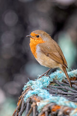 Robin Red Breast  Erithacus rubecula on Lobster pot
