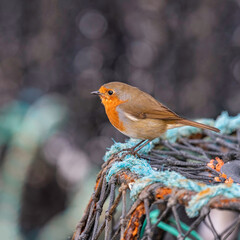 Robin Red Breast  Erithacus rubecula on Lobster pot