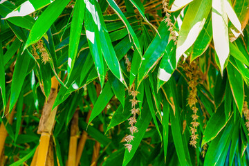 Bamboo clumps, bamboo leaves and bamboo flowers. Spear-shaped leaves, rounded base, slender, pointed, lanceolate margins with hairs, flowers along the axillary leaves.