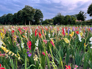 View of a field with blooming colourful gladiolus flowers in vibrant red, pink, yellow and white...