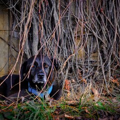 Alter schwarzer Hund hat sich hinter Zweigen versteckt und schaut in die Kamera