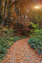 Fototapety na wymiar - Fototapeta24.pl