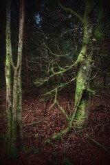 Zwei unterschiedliche, bemooste Bäume stehen im Wald zusammen wie Figuren