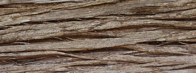 wide panoramic top view of a beautiful tree bark texture. Natural forest texture background for design