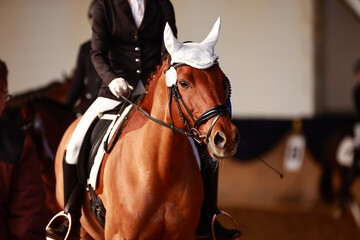 Dressage horse in head portraits with white ear cap, it detail of the rider in dressage outfit in...