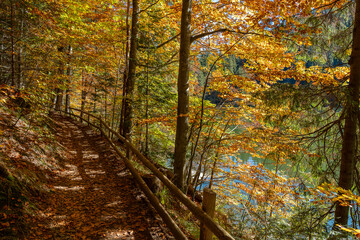Forest path with a wooden fence next to lake Synevyr on a sunny autumn day. West Ukraine