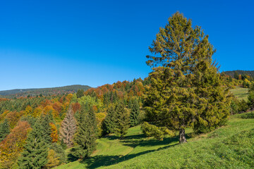 Beautiful green spruce next to the autumn forest in the Carpathian mountains on a sunny autumn day on the Synevyr Pass ridge and blue sky background. Ukraine
