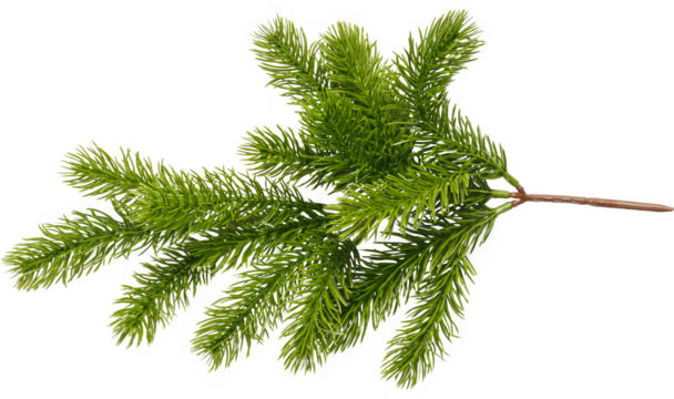 Christmas tree branch.