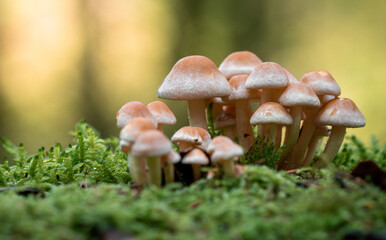 Closeup of macro of mushrooms