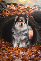Obraz premium Portrait of Finnish Lapphund dog