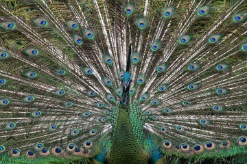 Obraz premium Colorful and beautiful