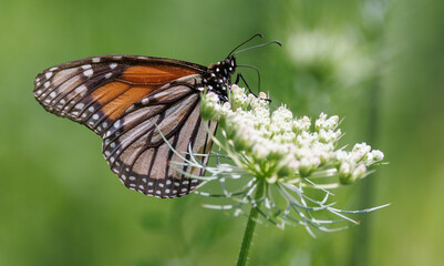 Obraz premium Monarch butterfly on Queen Ann's Lace