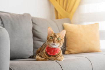 Bengal cat with a scarf around his neck sits on the couch.
