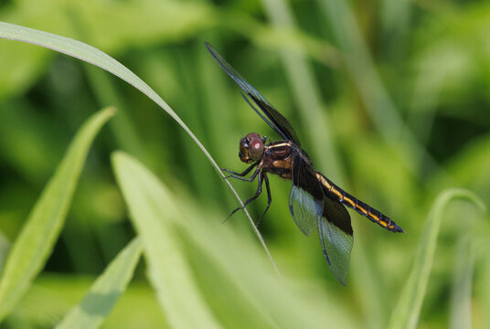 Widow Skimmer Dragonfly