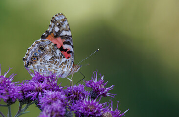 Painted Lady butterfly