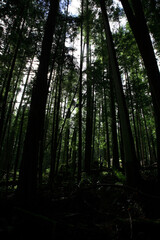 Fototapeta premium Küstenregenwald - Sunshine Coast - Kanada / Coastal Rainforest - Sunshine Coast - Canada /
