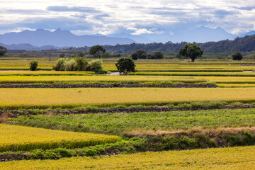 Ripe yellow rice field in Taiwan