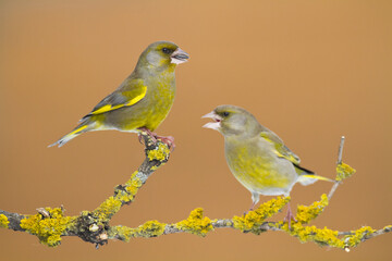 European greenfinch Chloris chloris or common greenfinch songbird winter time blurred background	