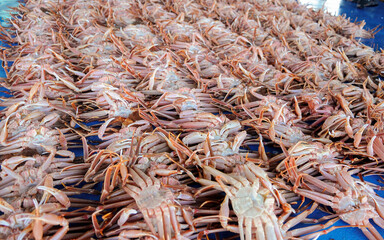 한국 포항시 구룡포의 위판장에서 열린 대게 경매