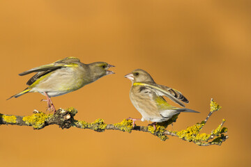 Obraz premium European greenfinch Chloris chloris or common greenfinch songbird winter time blurred background 