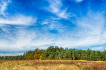 Fototapeta premium Landscape autumn road with colourful trees, autumn Poland, Europe and amazing blue sky with clouds, sunny day